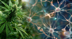Read more about the article Układ endokannabinoidowy i układ nerwowy
